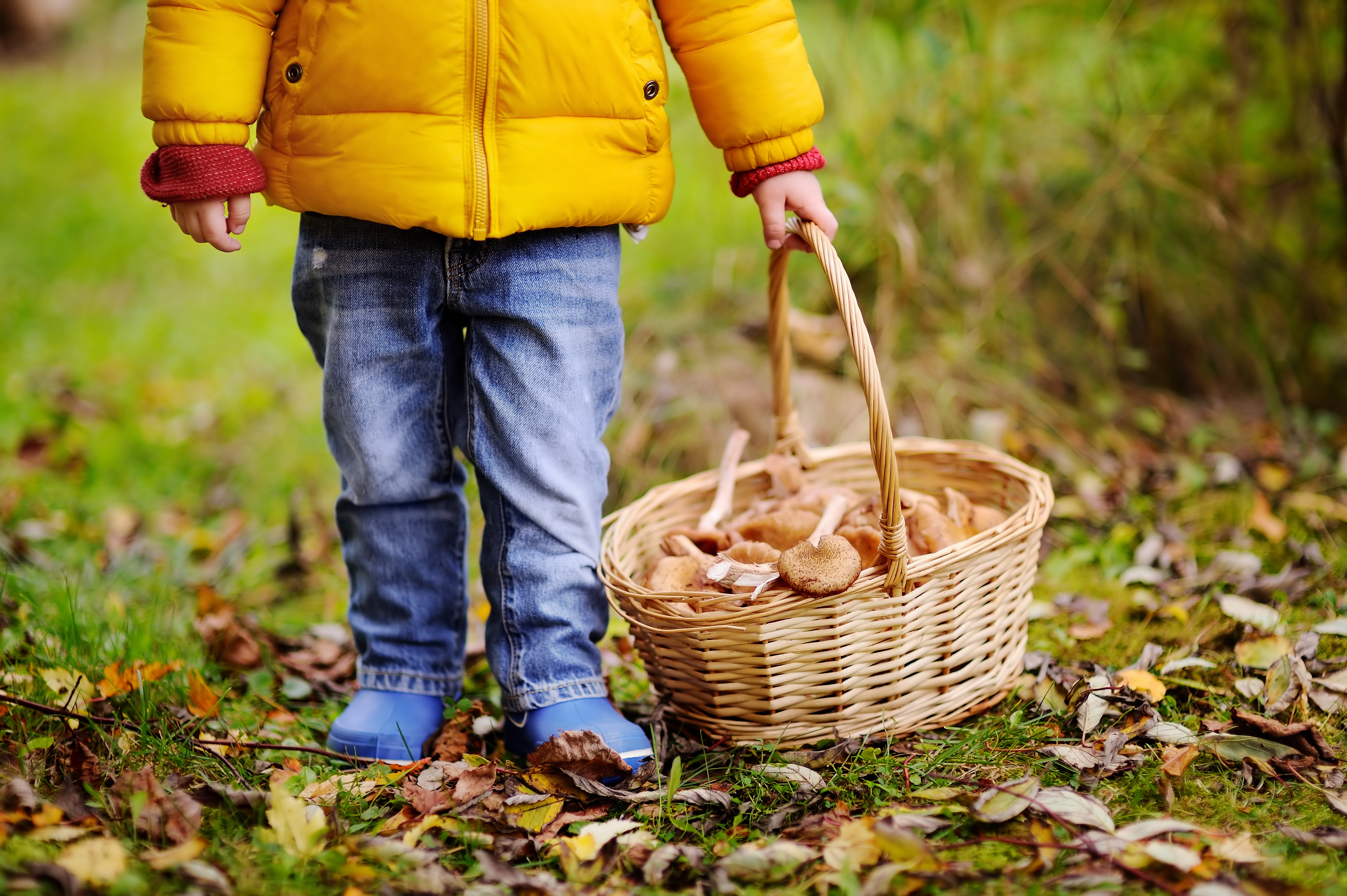 Comment Cueillir Et Conserver Des Champignons Frais ? - Okay