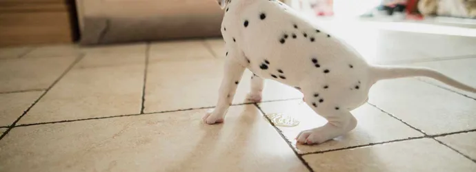 Dalmatische puppy plast op de vloer