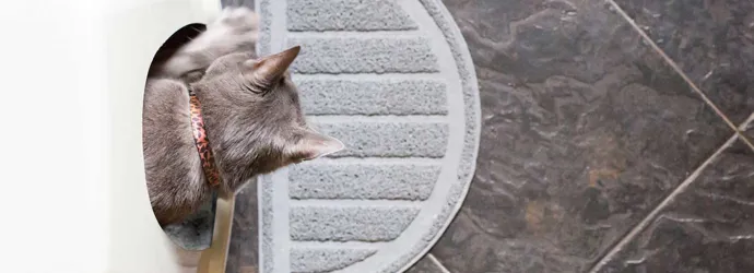 Kitten in een schone kattenbak