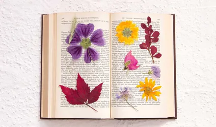Fleurs séchées dans un livre ouvert