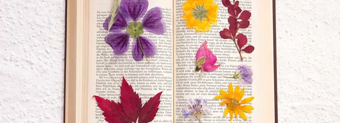 Fleurs séchées dans un livre ouvert