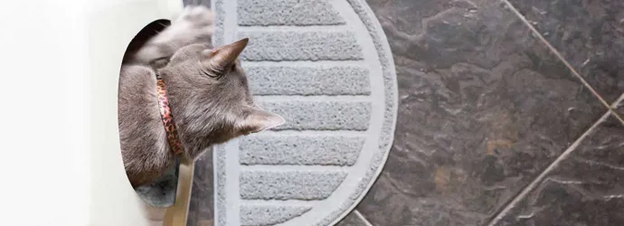 Un chaton dans un bac à litière propre