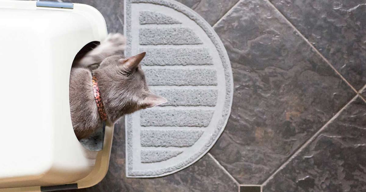 Comment Nettoyer La Litiere Du Chat Okay Comment Nettoyer La Litiere Du Chat Okay