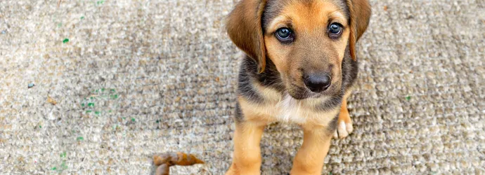 un chiot mignon assis à côté d'un caca de chien
