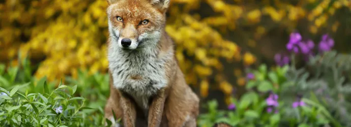 Un renard assis dans un jardin