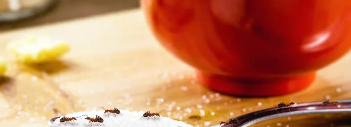 Plusieurs fourmis sur une cuillère contenant du sucre blanc en poudre. Il y a un bol rouge en arrière-plan.