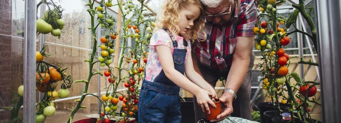 Comment faire mûrir des tomates vertes de 3 façons