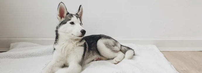 un chien husky assis sur un lit de chien blanc