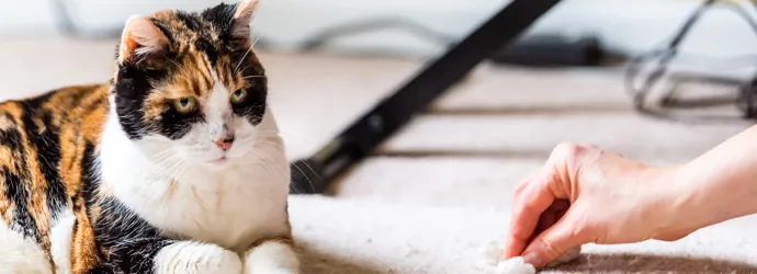 Comment enlever l’odeur d’urine de chat sur un tapis