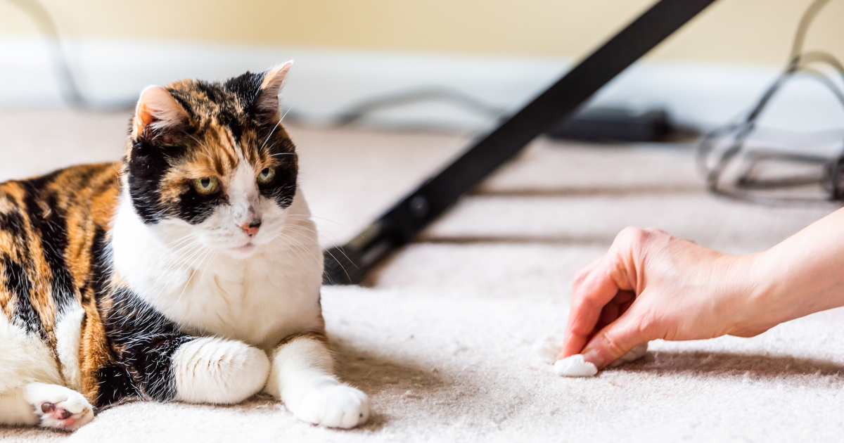 Comment enlever les odeurs de pipi de chat sur un tapis Okay