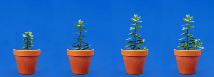 Femme arrosant les plantes sur le rebord de la fenêtre avec une bombe aérosol