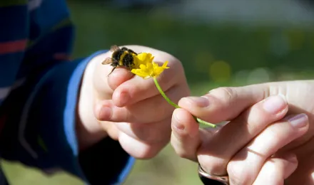 Deux mains : l'une d'un enfant ayant une abeille sur son pouce, l'autre d'une femme adulte tenant une fleur jaune entre ses doigts et la tendant vers l'abeille. 