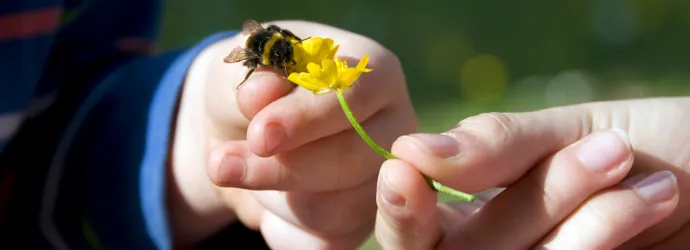 Deux mains : l'une d'un enfant ayant une abeille sur son pouce, l'autre d'une femme adulte tenant une fleur jaune entre ses doigts et la tendant vers l'abeille.